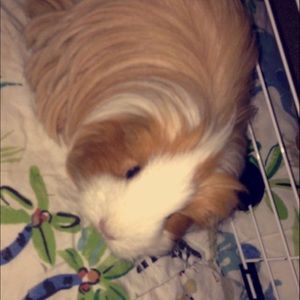 Meet your Posher, Taylor